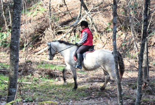 American Bashkir Curly Horse